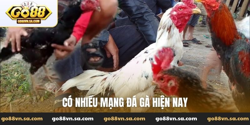 Có nhiều mạng đá gà hiện nay